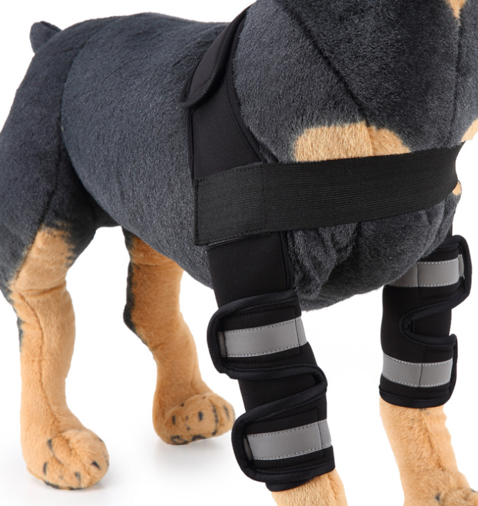 Attelle de genou et protection de patte pour chien pour la récupération après une blessure