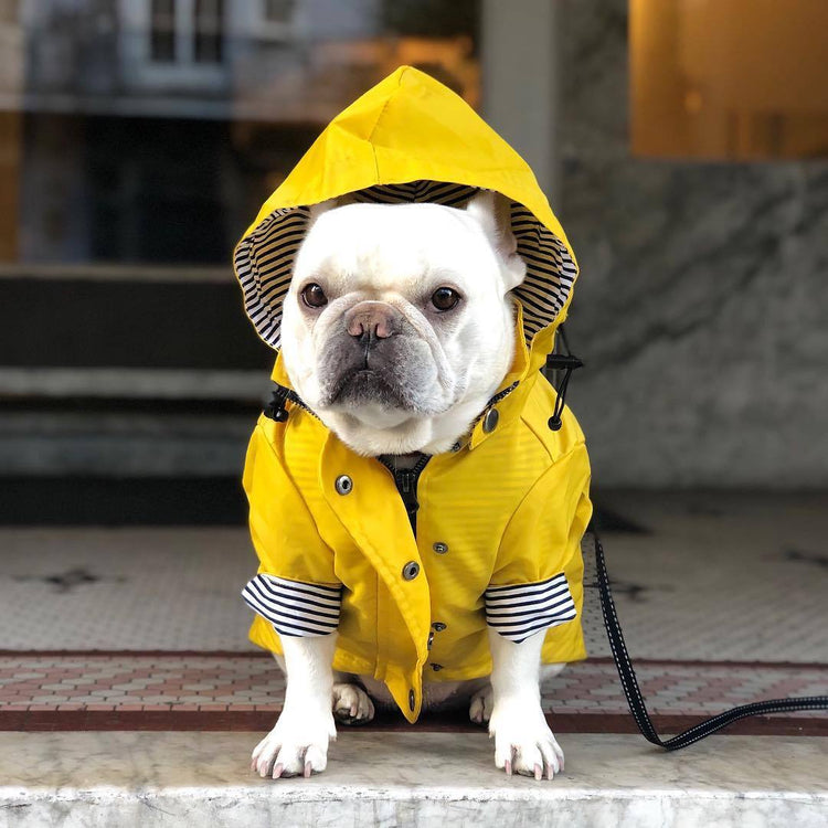 Imperméable coupe-vent matelassé rétro pour chien de marque Tide