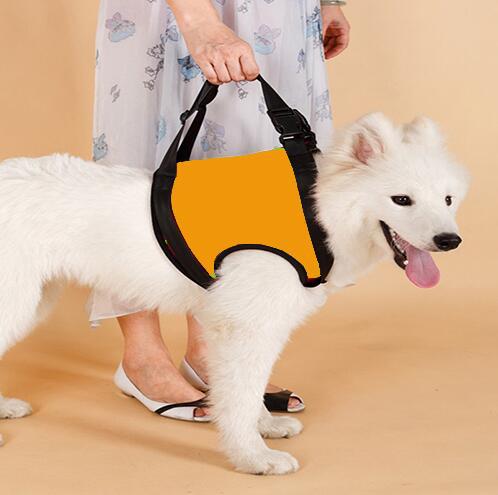 Ceinture de soutien des pattes arrière pour chien âgé