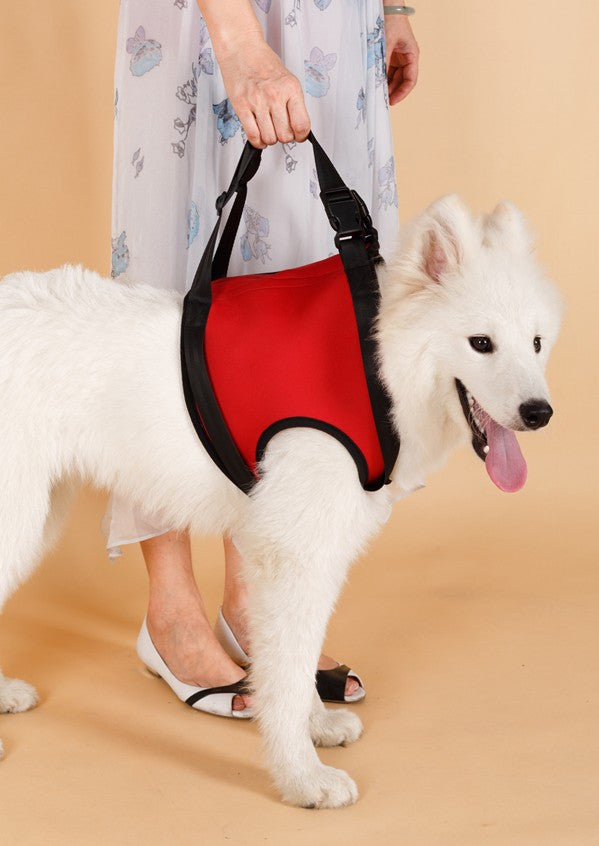 Ceinture de soutien des pattes arrière pour chien âgé