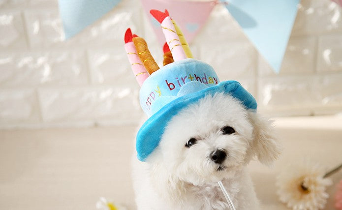 Chapeau gâteau d’anniversaire pour chat – déguisement mignon