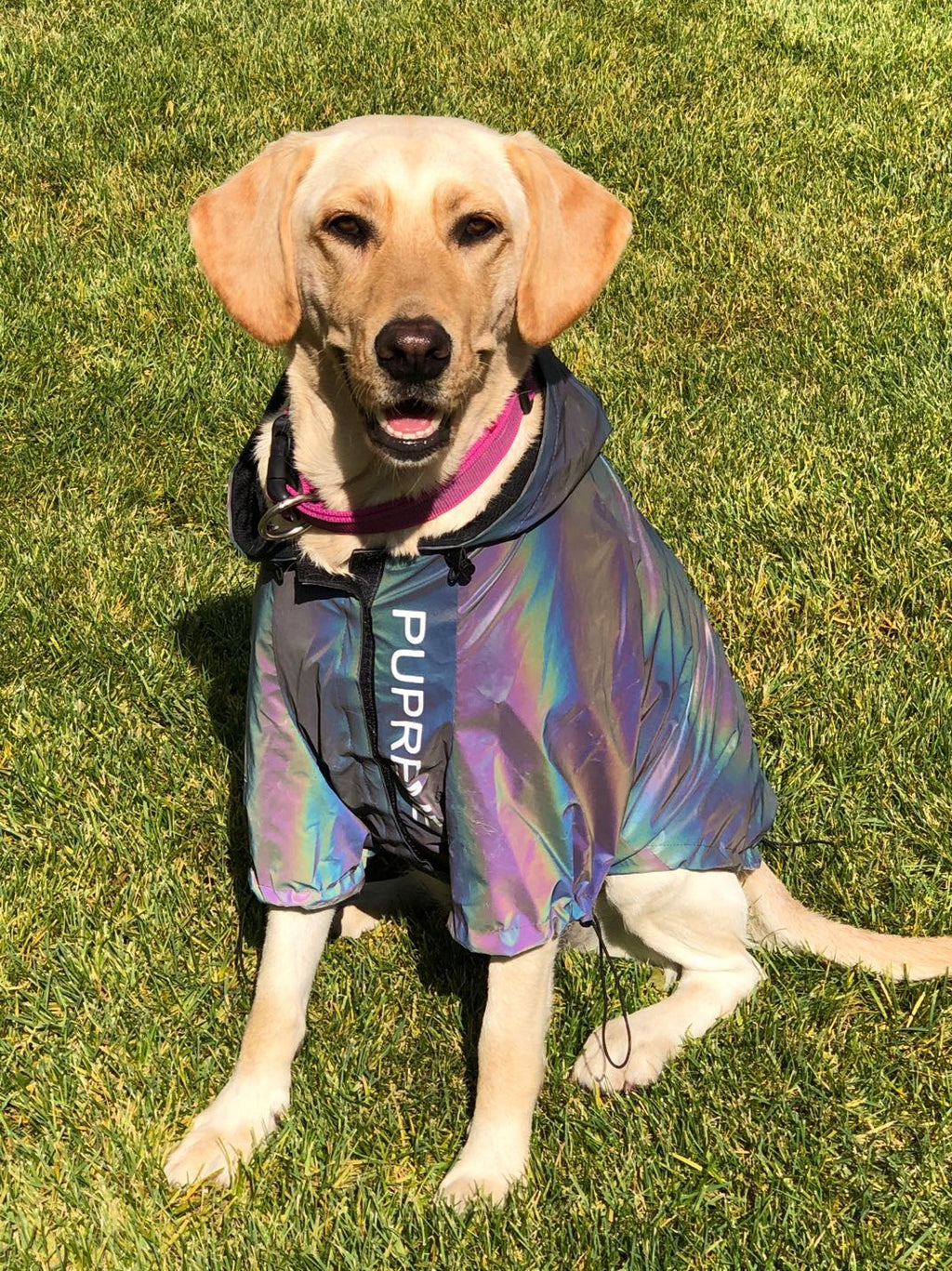 Imperméable réfléchissant pour chien – Corgi, Schnauzer, Bouledogue français