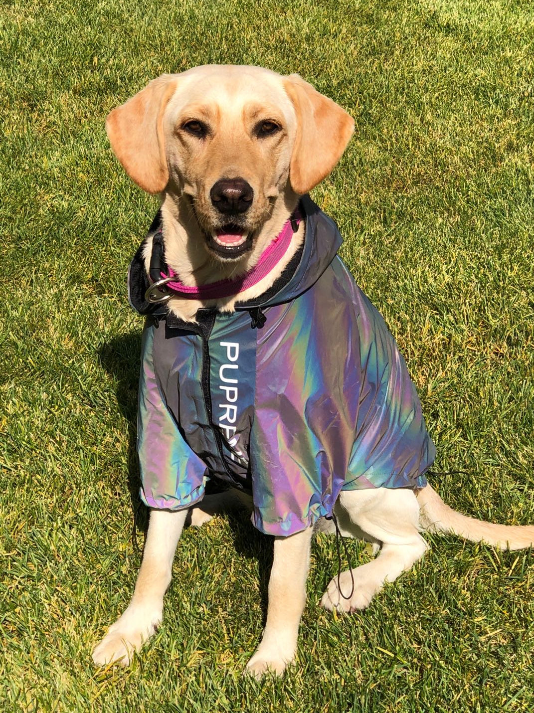 Imperméable réfléchissant pour chien – Corgi, Schnauzer, Bouledogue français