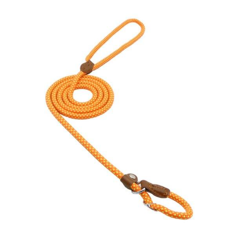 Ensemble collier et laisse en nylon pour chien