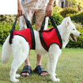 Ceinture de soutien des pattes arrière pour chien âgé