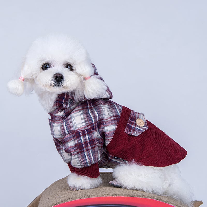 Manteau en cachemire Teddy VIP pour petit chien spitz nain