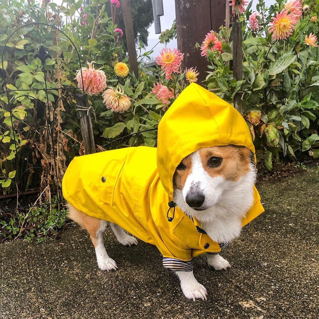 Tide Brand Retro Windproof Padded Dog Raincoat