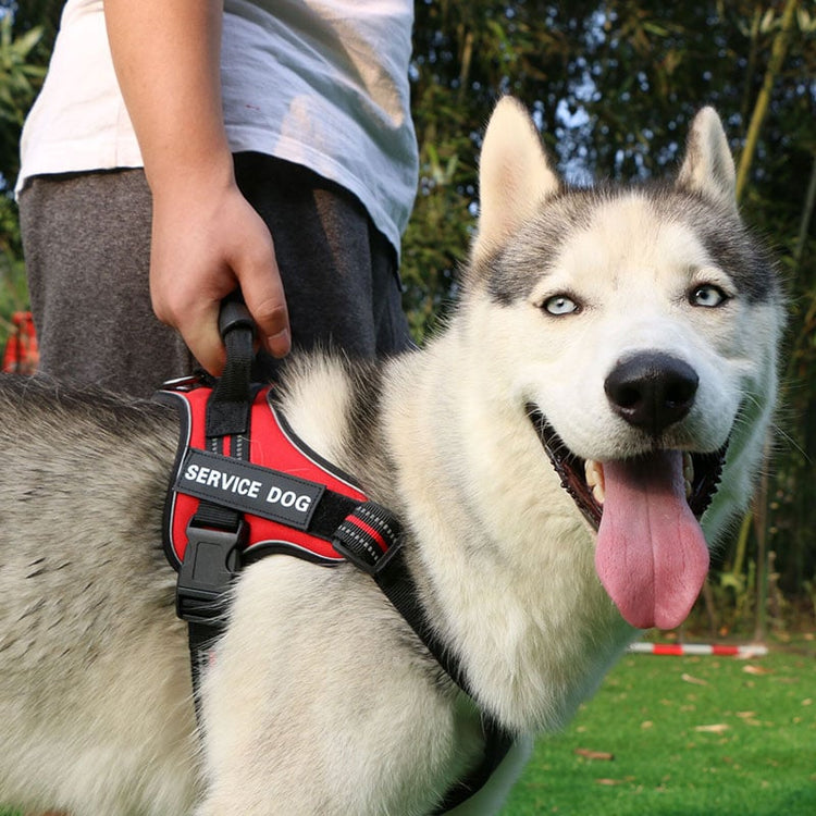Laisse pour chien de taille moyenne et grande avec harnais de poitrine